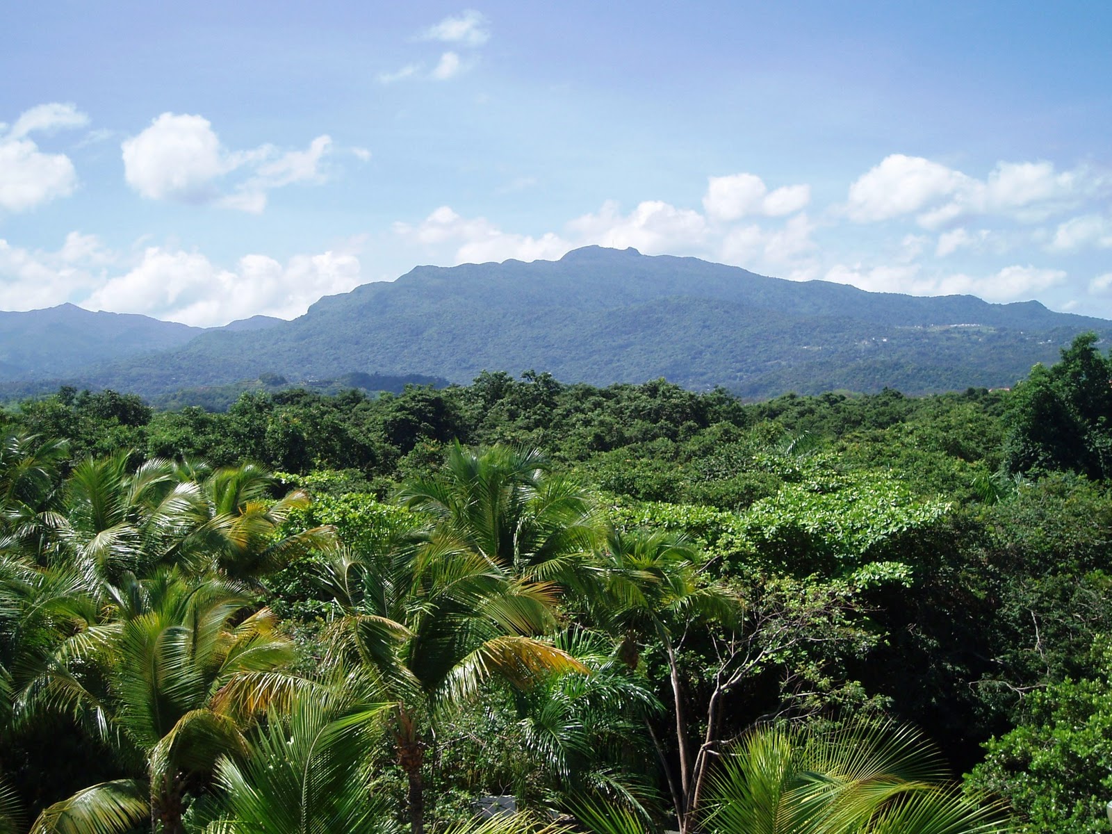 _Puerto_Rico_E_El_Yunque_tropical_rainforest_0